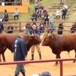 【画像】闘牛たちの熱き大激突！東北唯一の「平庭高原闘牛大会」を観戦してきた！【東北エリア】 〜 画像1