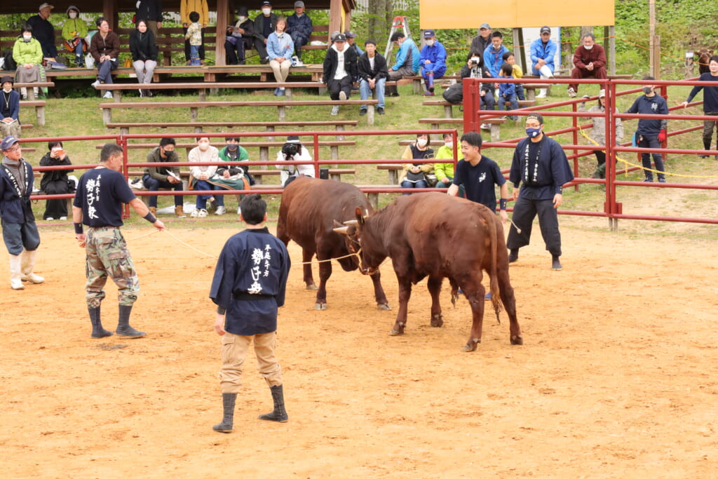 岩手県久慈市で開催の平庭高原闘牛大会