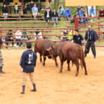 【画像】闘牛たちの熱き大激突！東北唯一の「平庭高原闘牛大会」を観戦してきた！【東北エリア】 〜 画像1