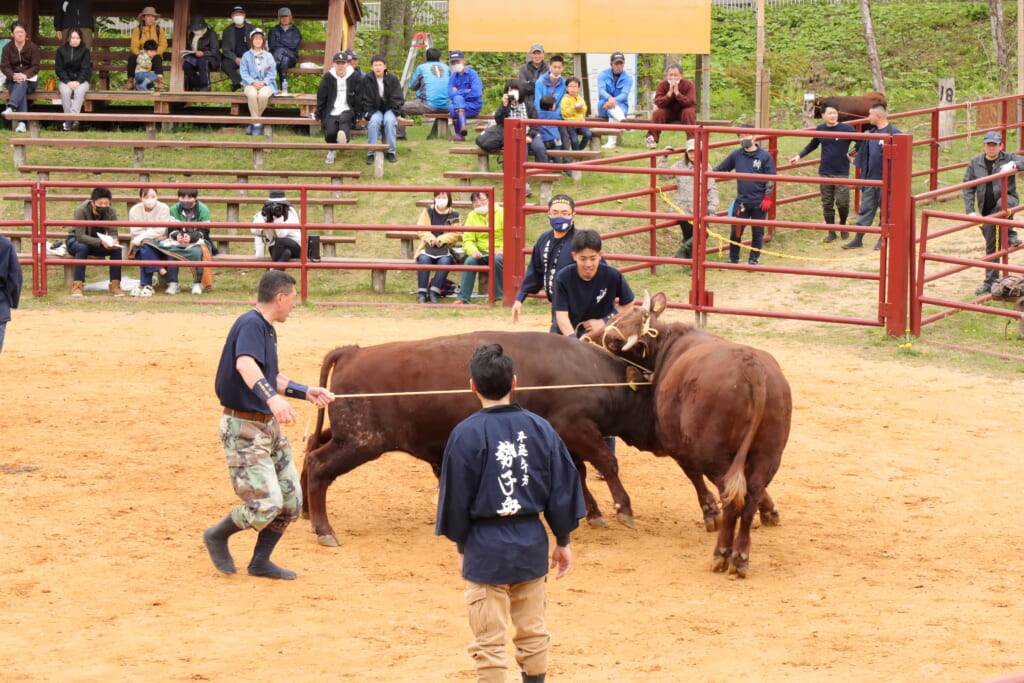 岩手県久慈市で開催の平庭高原闘牛大会