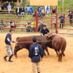 【画像】闘牛たちの熱き大激突！東北唯一の「平庭高原闘牛大会」を観戦してきた！【東北エリア】 〜 画像1