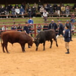 【画像】闘牛たちの熱き大激突！東北唯一の「平庭高原闘牛大会」を観戦してきた！【東北エリア】 〜 画像1