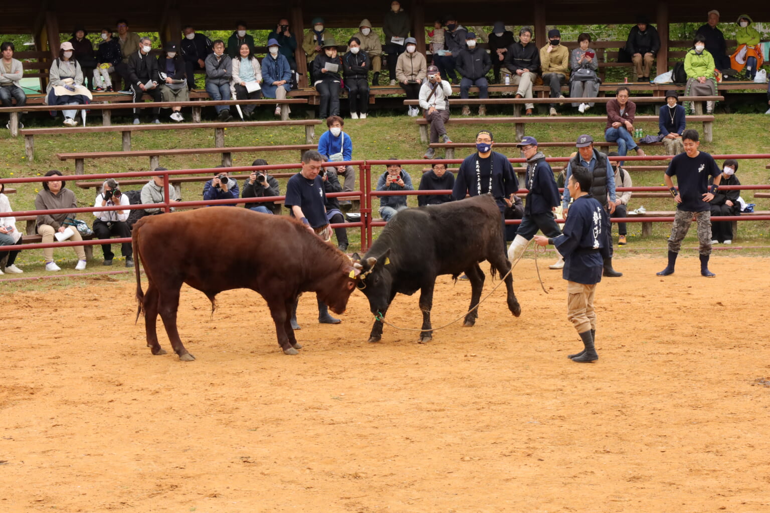 闘牛たちの熱き大激突！東北唯一の「平庭高原闘牛大会」を観戦してきた！【東北エリア】 | soto lover - ソトラバ | 〜ソトラバなら ...