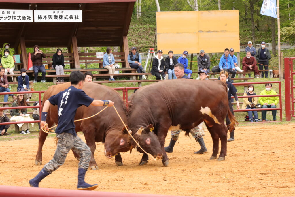 岩手県久慈市で開催の平庭高原闘牛大会
