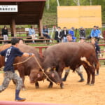 【画像】闘牛たちの熱き大激突！東北唯一の「平庭高原闘牛大会」を観戦してきた！【東北エリア】 〜 画像1