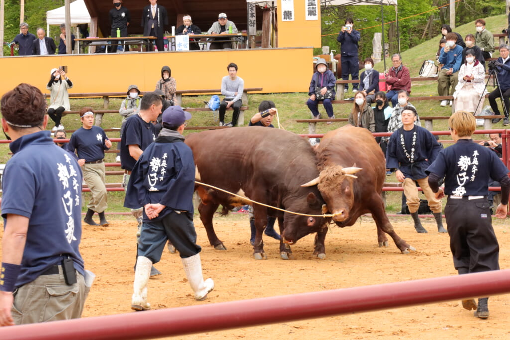 岩手県久慈市で開催の平庭高原闘牛大会