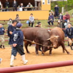 【画像】闘牛たちの熱き大激突！東北唯一の「平庭高原闘牛大会」を観戦してきた！【東北エリア】 〜 画像1