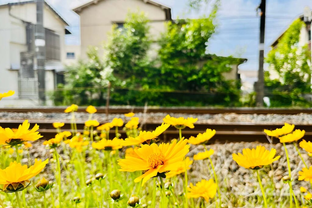 線路脇に咲くオオキンケイギク