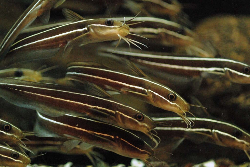 幼魚による集団団子泳ぎがかわいいゴンズイ