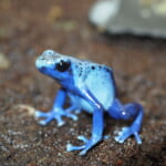 【画像】毒まみれの世界へ行ってみた！　サンシャイン水族館《特別展》「もうどく展  ReMix」 〜 画像1
