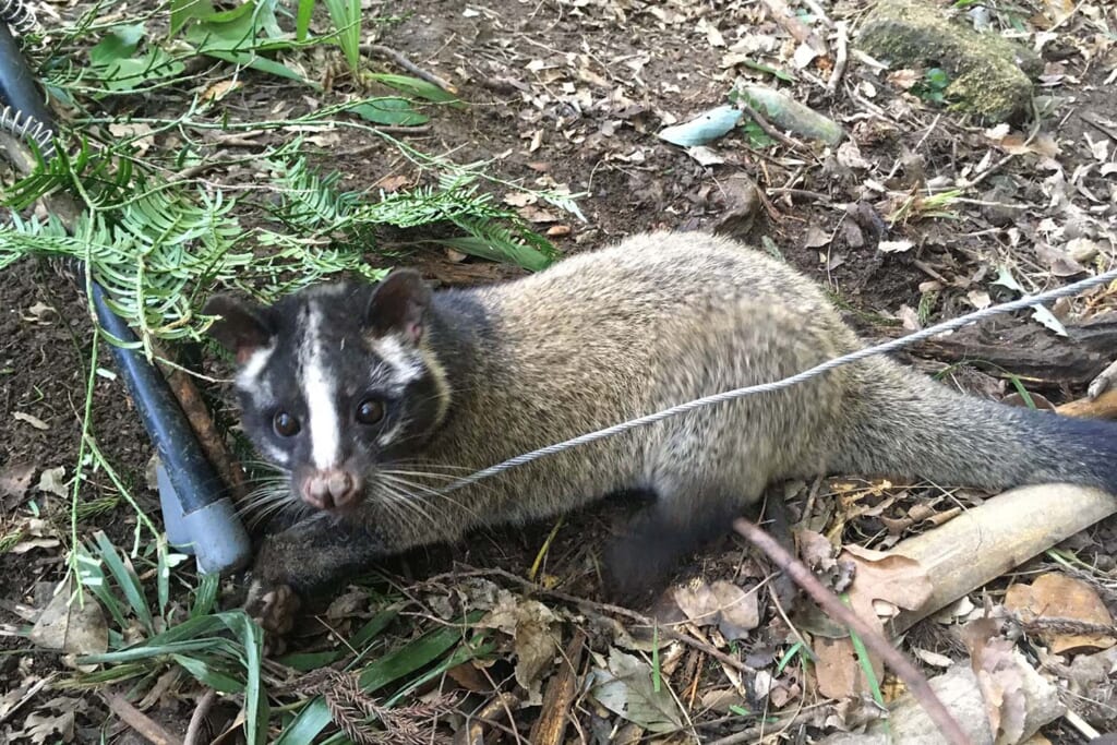 ハントプラスの狩猟体験