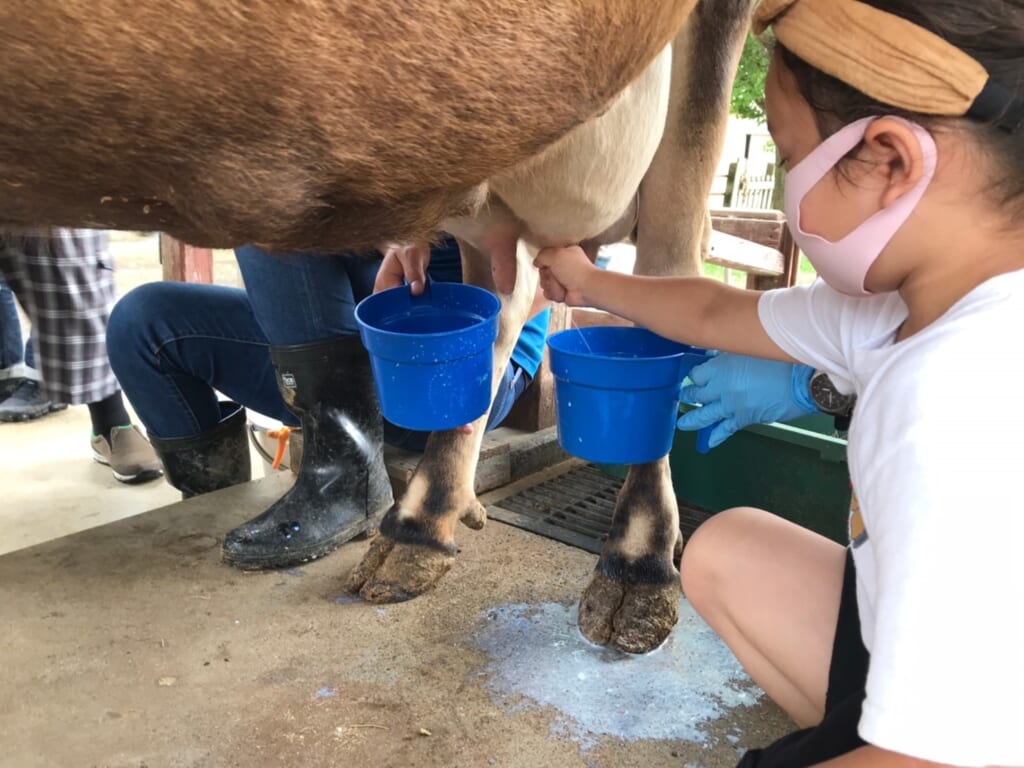 成田ゆめ牧場の乳搾り体験