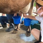成田ゆめ牧場の乳搾り体験