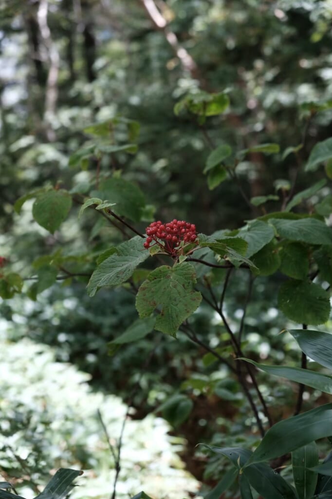 高山植物