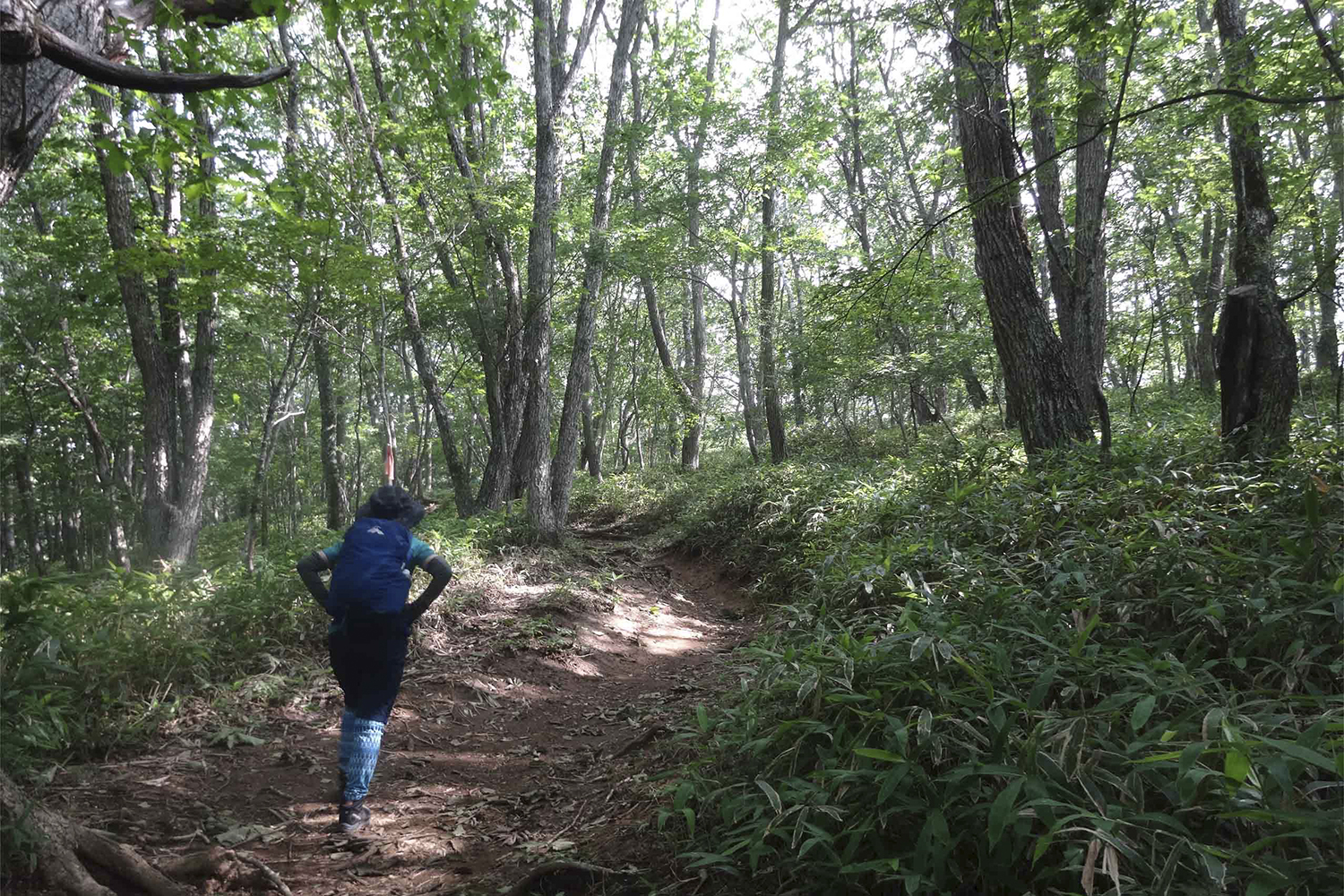 大菩薩嶺を登山口から登る