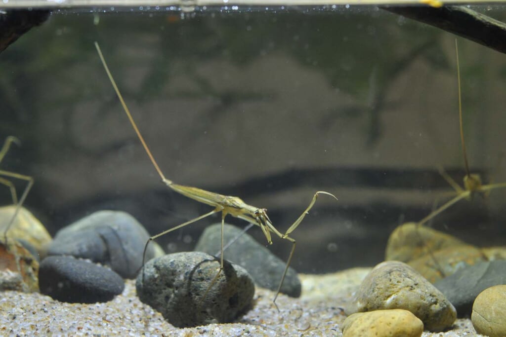 カマキリのようなカメムシの仲間のミズカマキリ