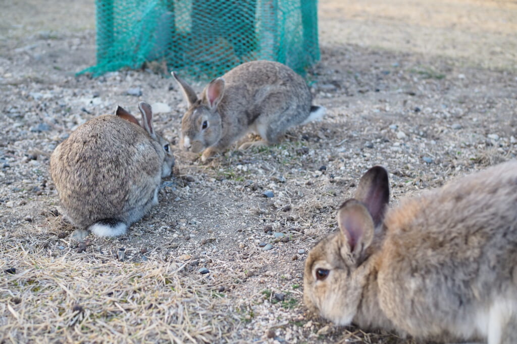 うさぎ島の野うさぎ