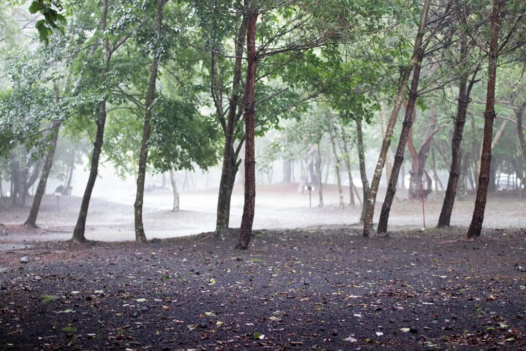 大雨で濡れるキャンプ場の林間サイト