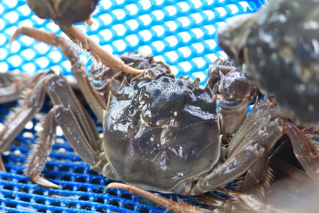 高級食材として有名な上海ガニ