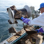 【画像】産地直〝食〟なソトごはん vol.04 北の荒海が旨味を育てる「荒海ホタテ」【岩手・野田村】 〜 画像1