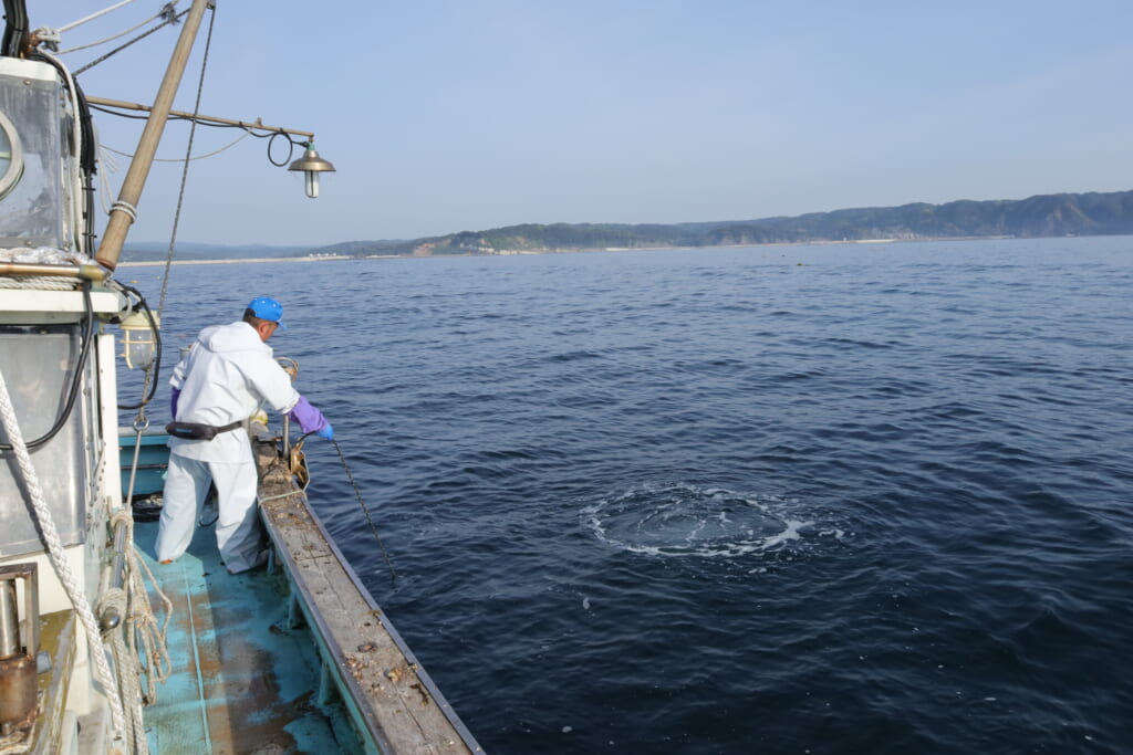 荒海ホタテ