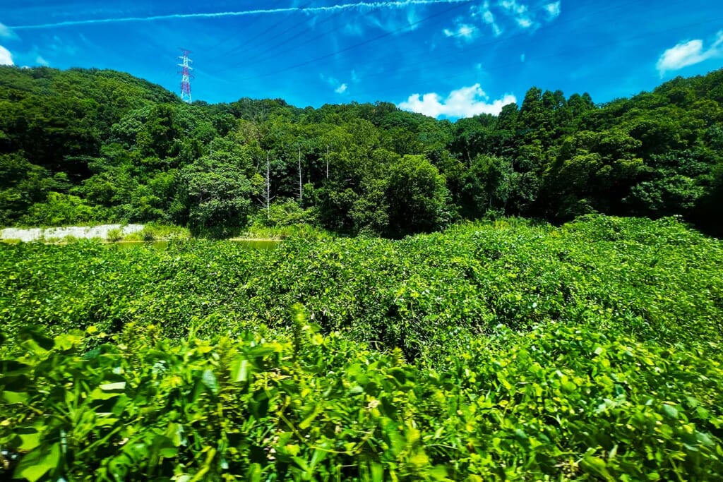 里山のイメージ