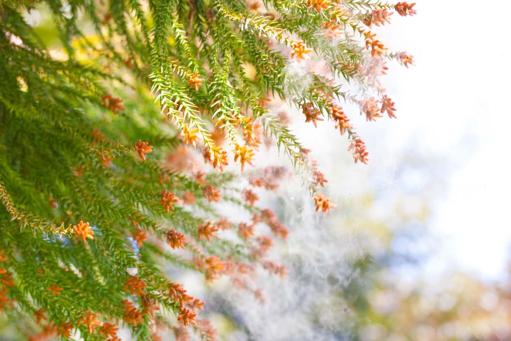 スギ花粉のイメージ