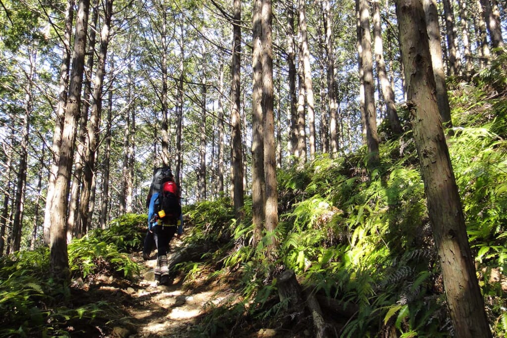 野古道大辺路の山道