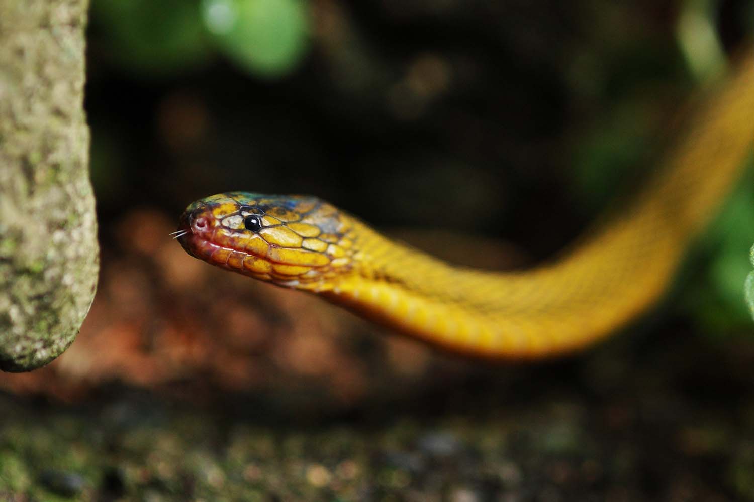 出会えたら奇跡的に運がいい？ めったに出会えないレアないきもの