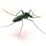 【画像】意外に知らない習性だらけ！　蚊の種類と特徴を知ろう【KINCHOの蚊対策講座 vol.01】 〜 画像1