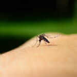 【画像】刺されてもなぜ気づかない？　新たな発明にも応用される、蚊の優れた針のヒミツ【KINCHOの蚊対策講座 vol.02】 〜 画像1