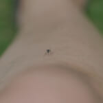 【画像】蚊に好かれるのはどんな人？　素朴な疑問から蚊の習性を知ろう【KINCHOの蚊対策講座 Vol.04】 〜 画像1