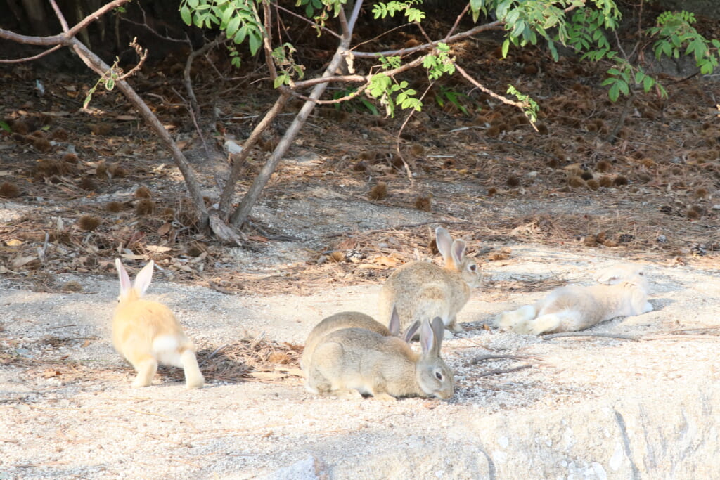 大久野島うさぎ