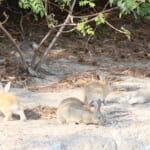 【画像】夢のラビットアイランド！　たくさんのうさぎが暮らす「大久野島」って？【中国・四国エリア】 〜 画像1