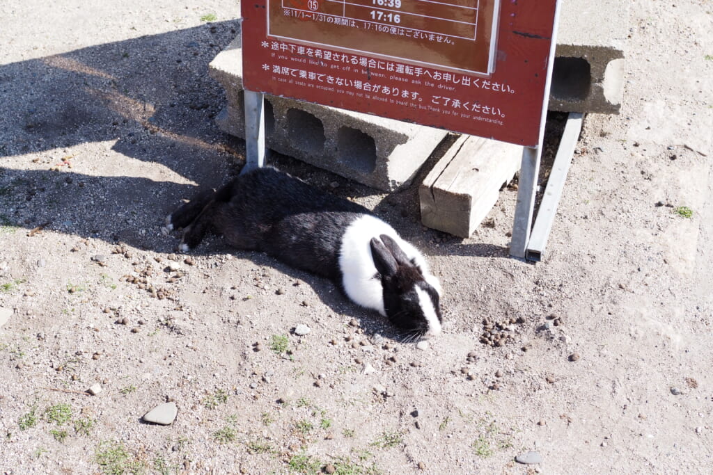 大久野島うさぎ