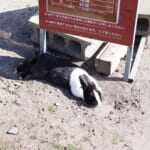 【画像】夢のラビットアイランド！　たくさんのうさぎが暮らす「大久野島」って？【中国・四国エリア】 〜 画像1