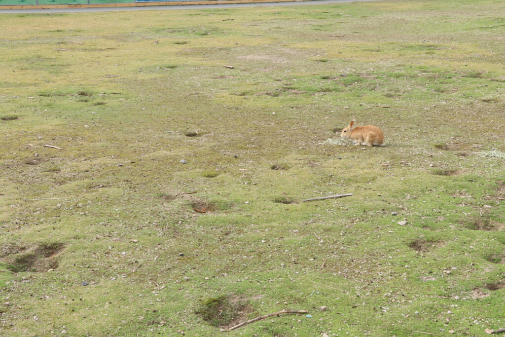 大久野島うさぎ