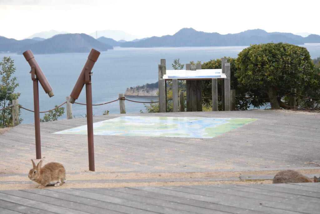 大久野島のうさぎ