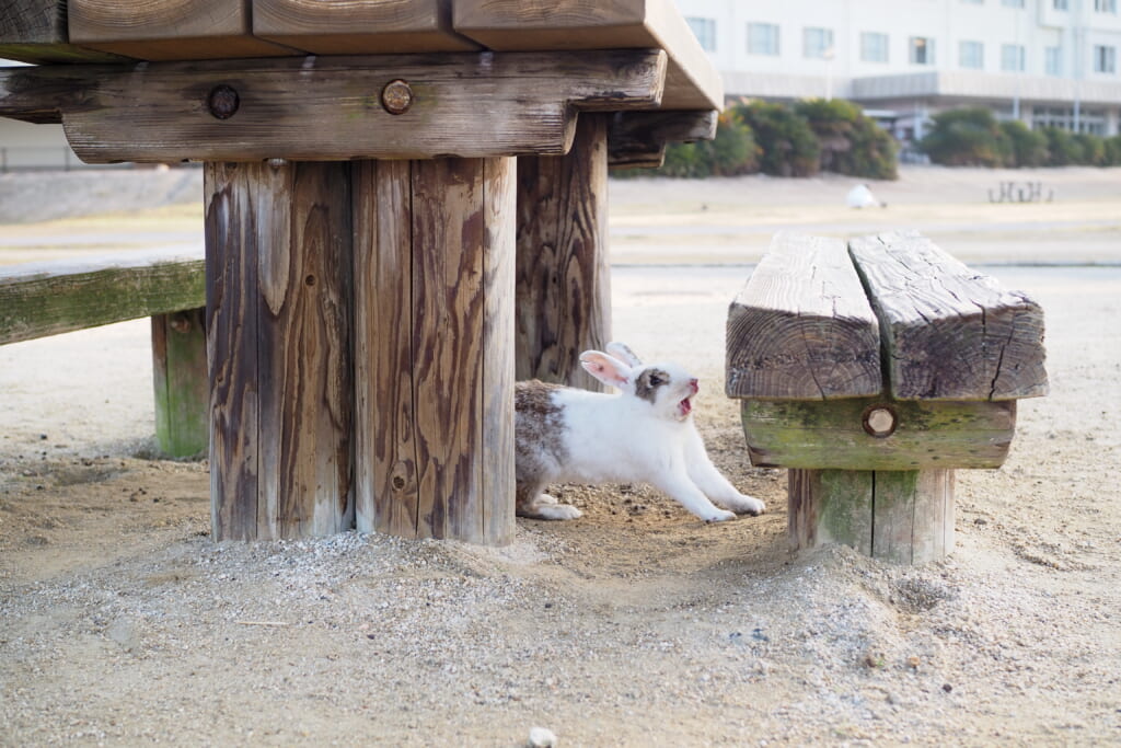 大久野島のうさぎ