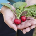 【画像】アウトドアにサラダをプラス！　洗う手間も切る手間もいらない時短食材「カット野菜」が栄養満点で超便利 〜 画像1