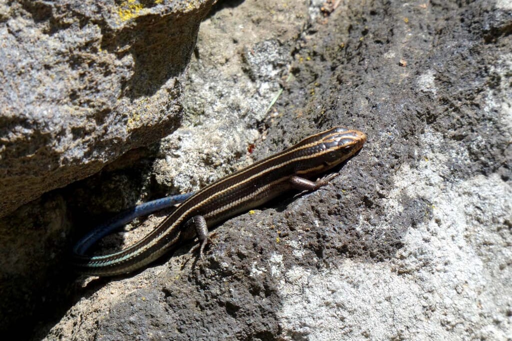 繁殖期などに体の色が変わるニホントカゲ