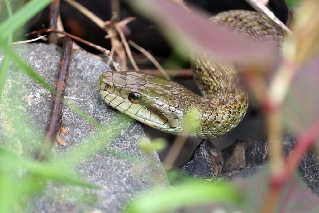 子供がマムシに擬態する アオダイショウ