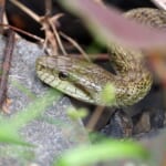 【画像】見つけたら観察してみよう！　生態が不思議ないきもの【爬虫類・両生類編】 〜 画像1