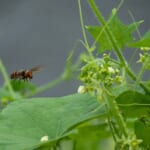 【画像】熱中症の危険だけじゃない！　夏キャンプの天敵「虫」を撃退する「防虫対策」が外遊びの成功に導く 〜 画像1