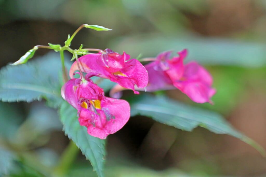 8月頃～10月頃にかけて紫色の花を咲かせるムラサキツリフネ