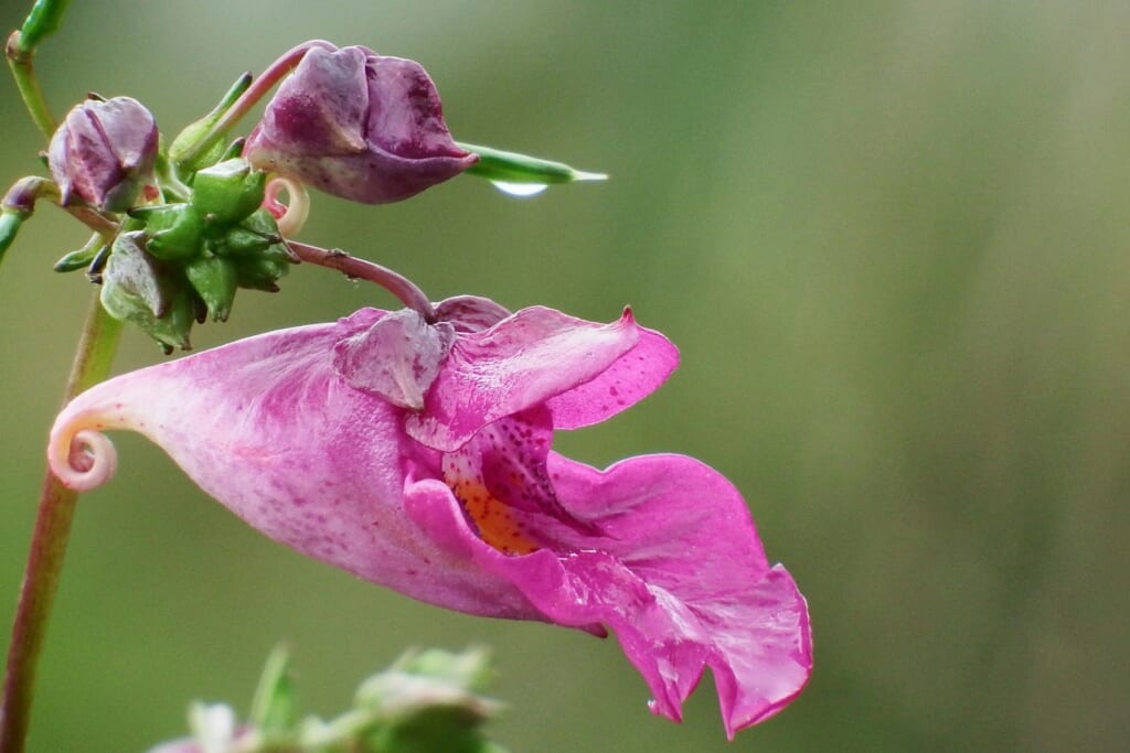 8月頃～10月頃にかけて紫色の花を咲かせるムラサキツリフネ