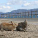 【画像】うさぎと一緒にキャンプができる⁉︎　休暇村大久野島で「うさキャン」してみました！　【中国・四国エリア】 〜 画像1