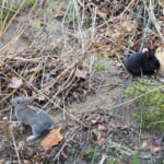 【画像】うさぎと一緒にキャンプができる⁉︎　休暇村大久野島で「うさキャン」してみました！　【中国・四国エリア】 〜 画像1