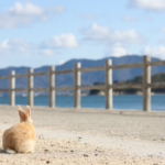 【画像】うさぎと一緒にキャンプができる⁉︎　休暇村大久野島で「うさキャン」してみました！　【中国・四国エリア】 〜 画像1