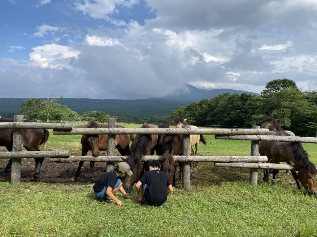 戸隠キャンプ場のウマの前